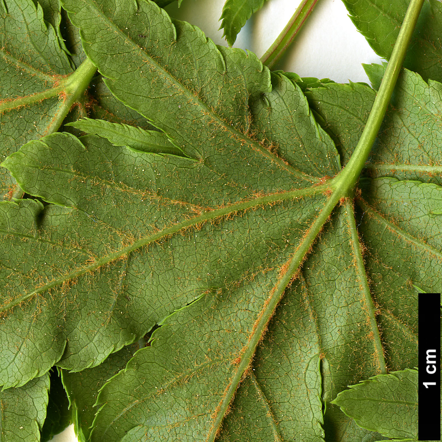 High resolution image: Family: Sapindaceae - Genus: Acer - Taxon: tschonoskii - SpeciesSub: var. australe